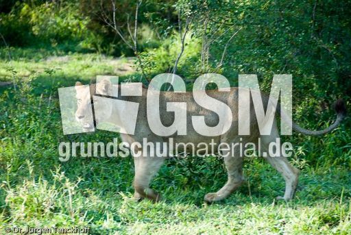 Löwen (43 von 69).jpg